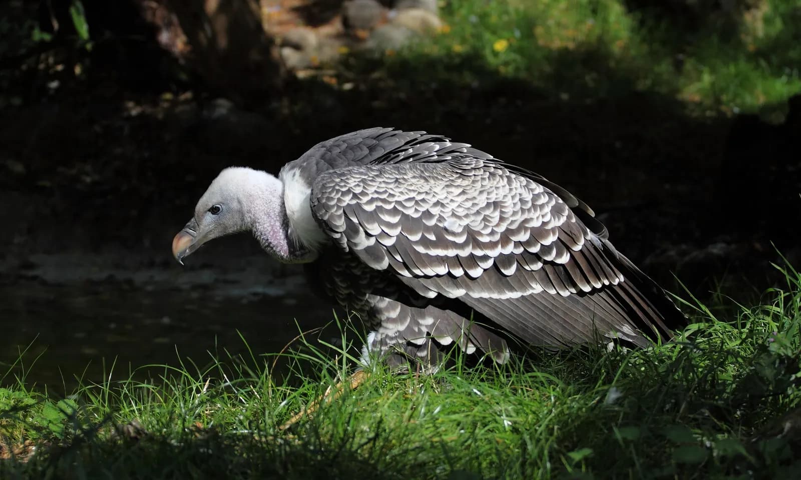 A Rüppell’s vulture at London Zoo.