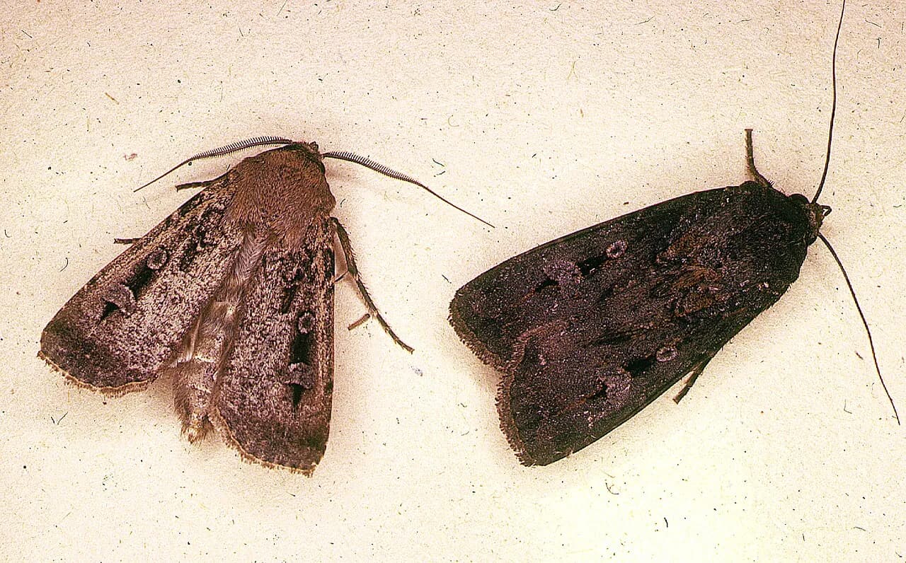 Two bogong moths pictured in an archival photograph