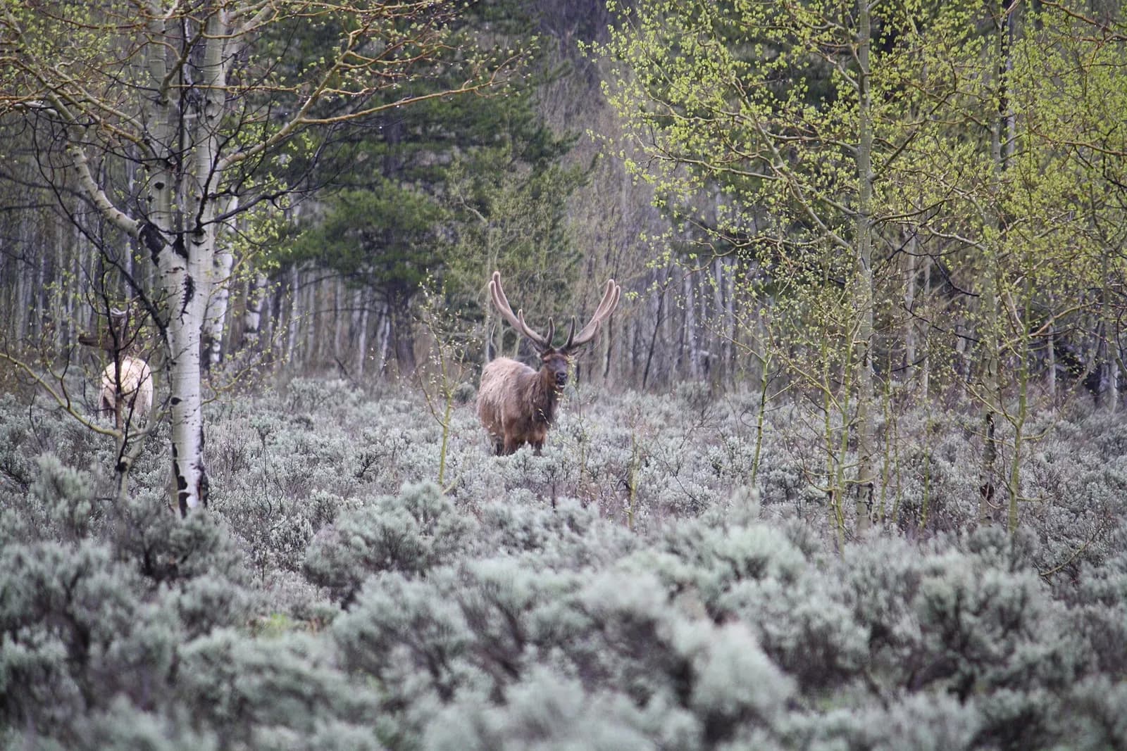 An elk stands in a natural landscape in Jackson Hole, Wyoming.