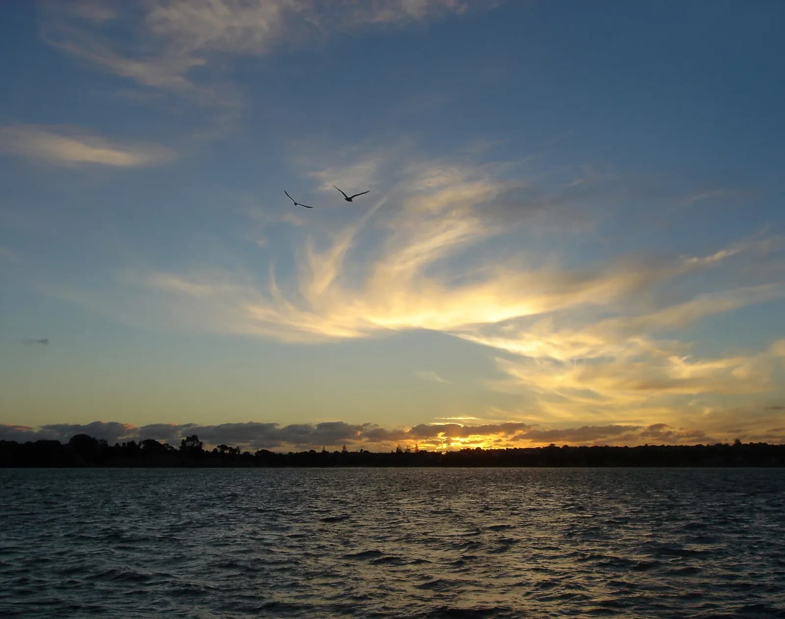 Sunset over the Hauraki Gulf with birds in the foreground.