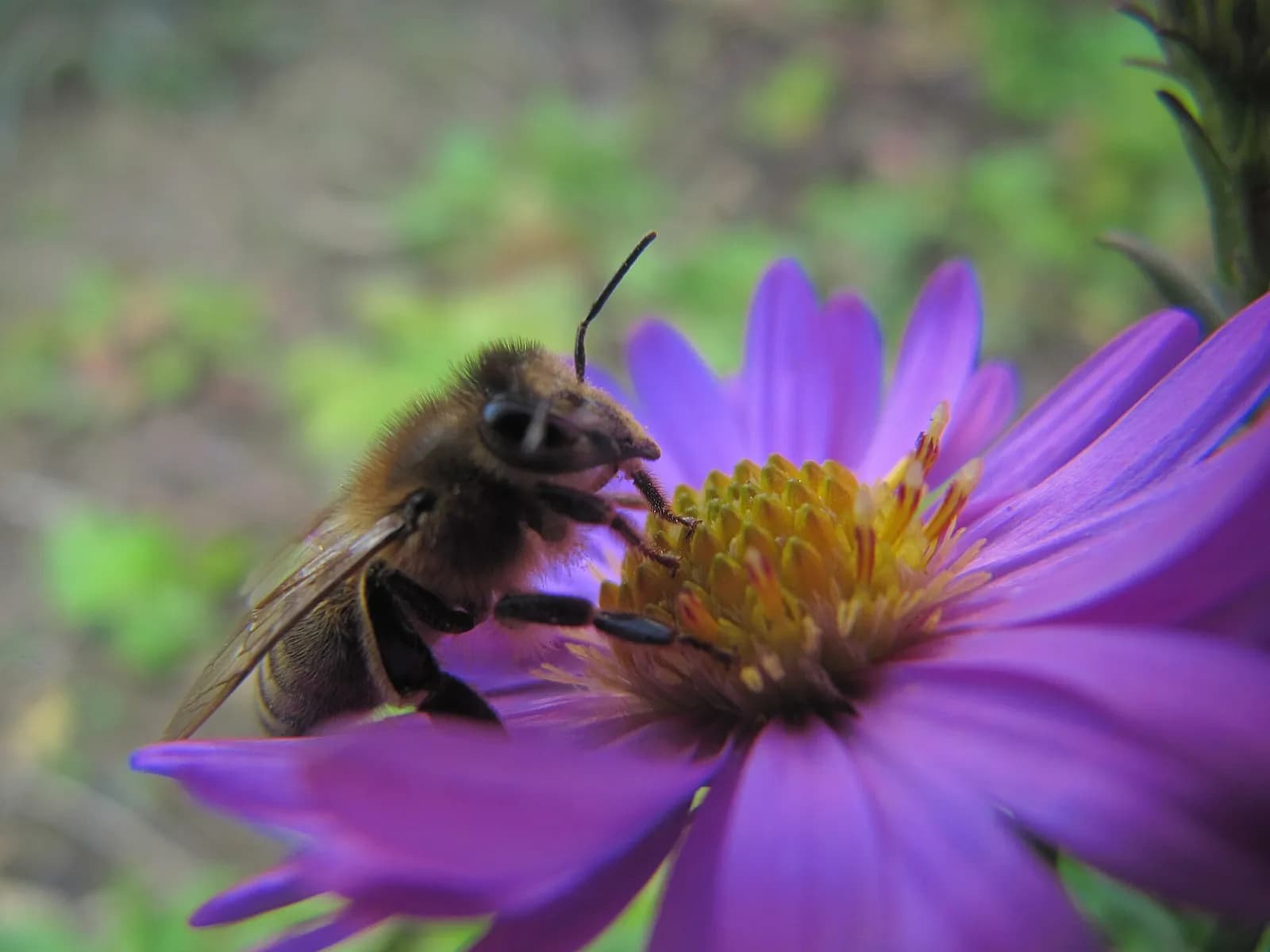 A bee pollinating a flower.
