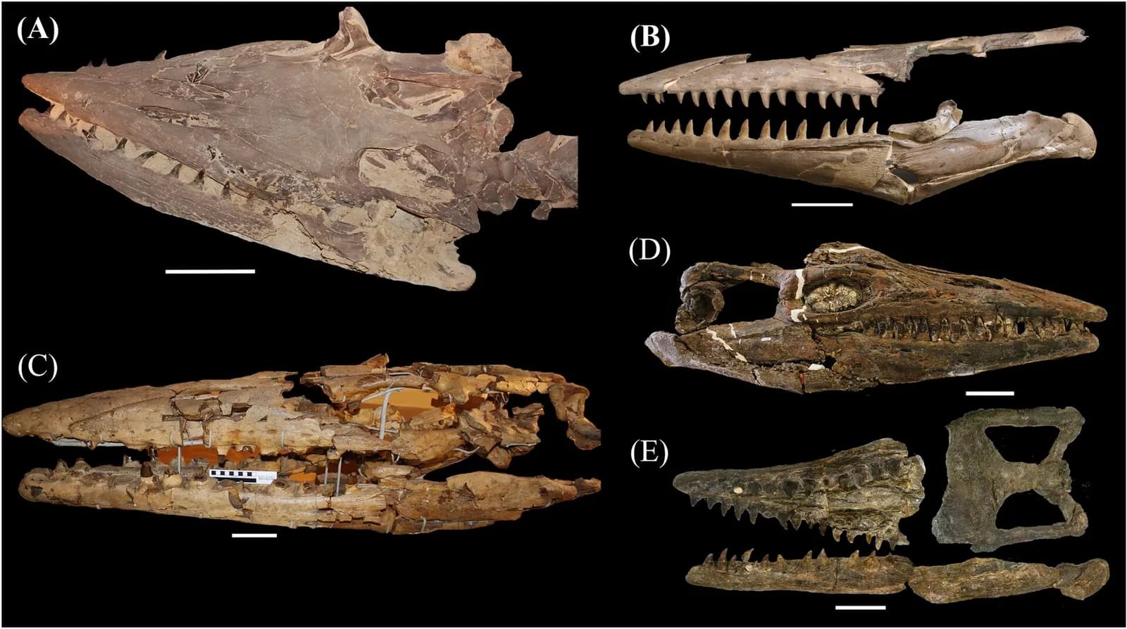 Fossil skull specimens assigned to five Tylosaurus species.