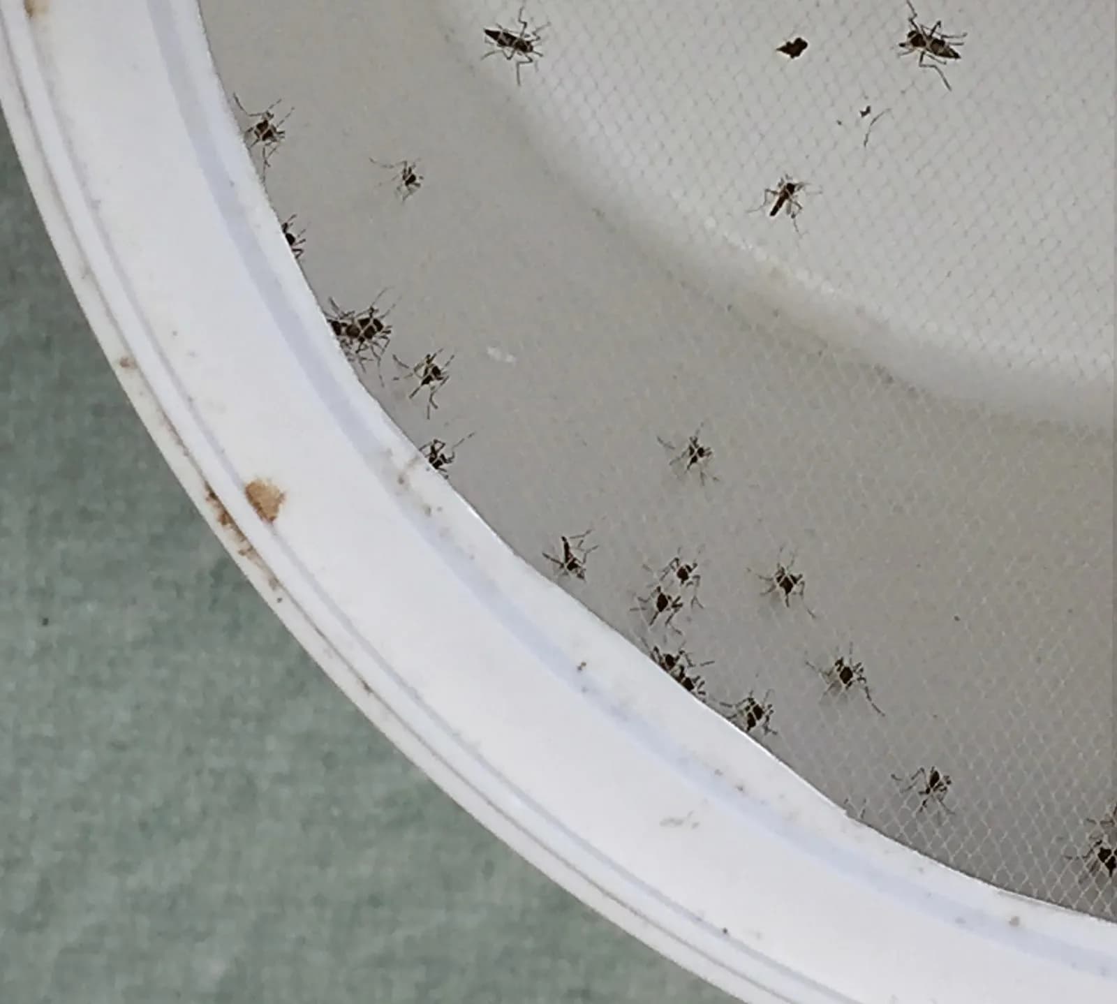 Aedes aegypti mosquitoes in a laboratory