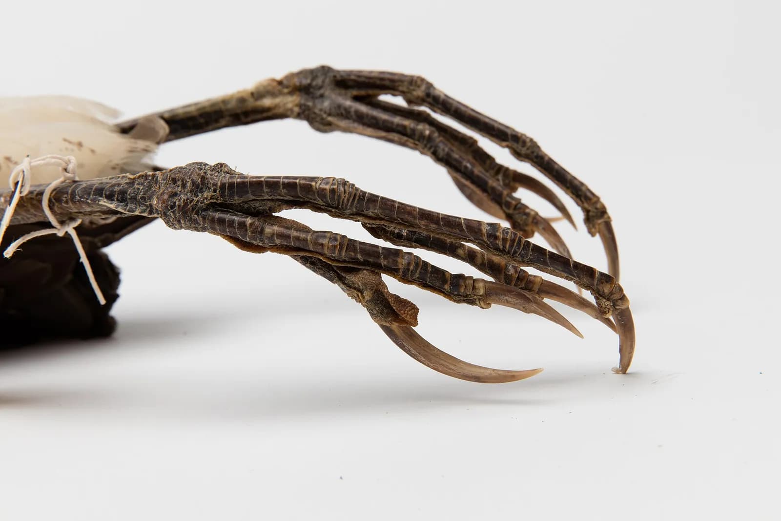 An Australasian bittern (matuku), photographed as part of the Auckland Museum collection.