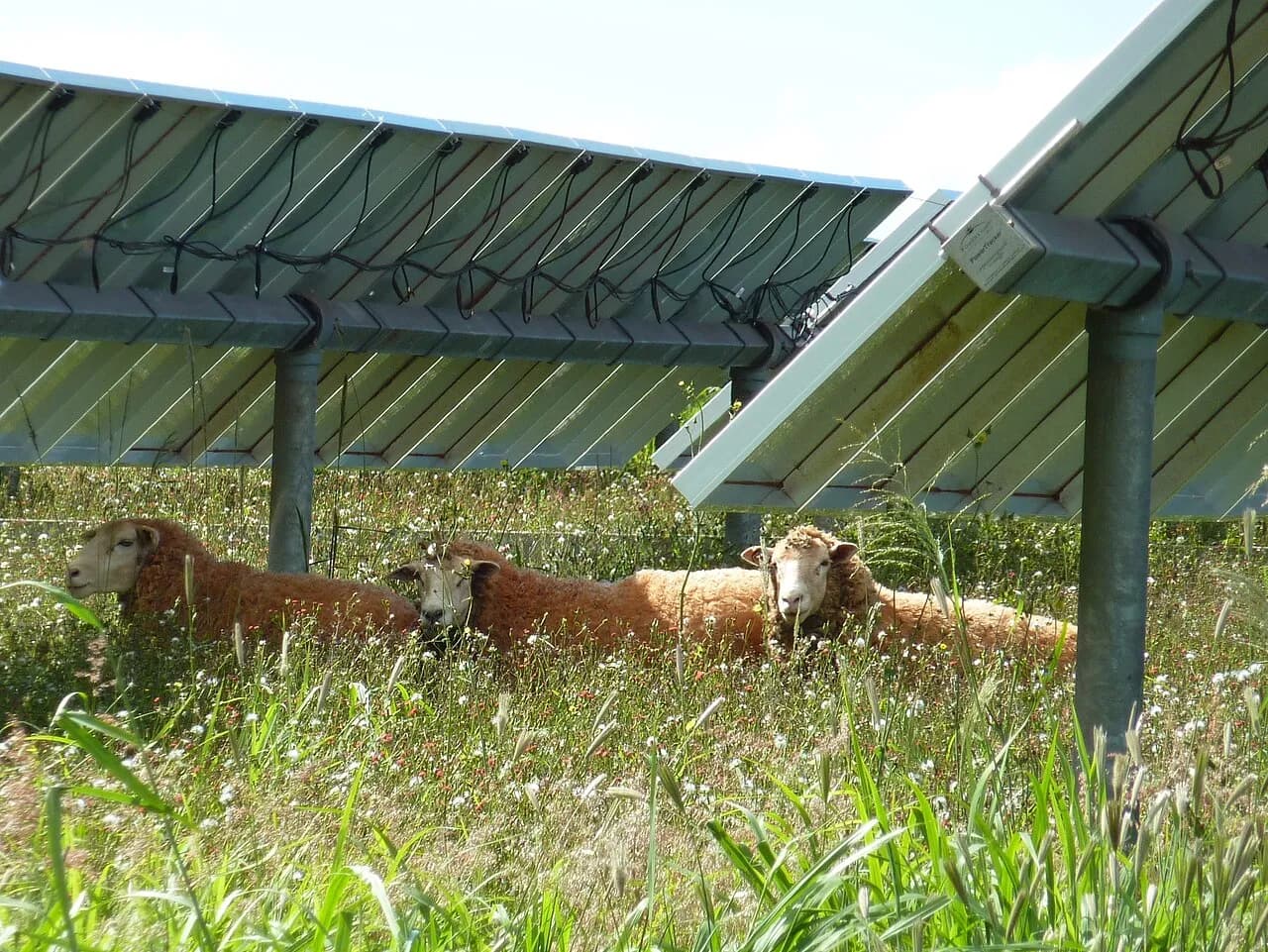 Sheep beneath solar panels at a solar farm on Lanai, Hawaii