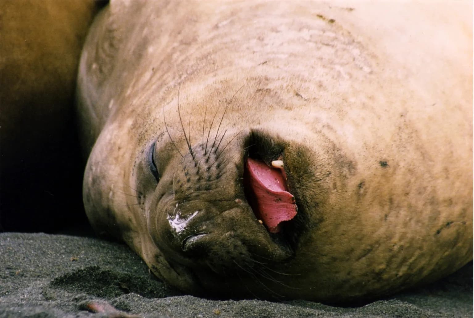 A southern elephant seal on Macquarie Island.