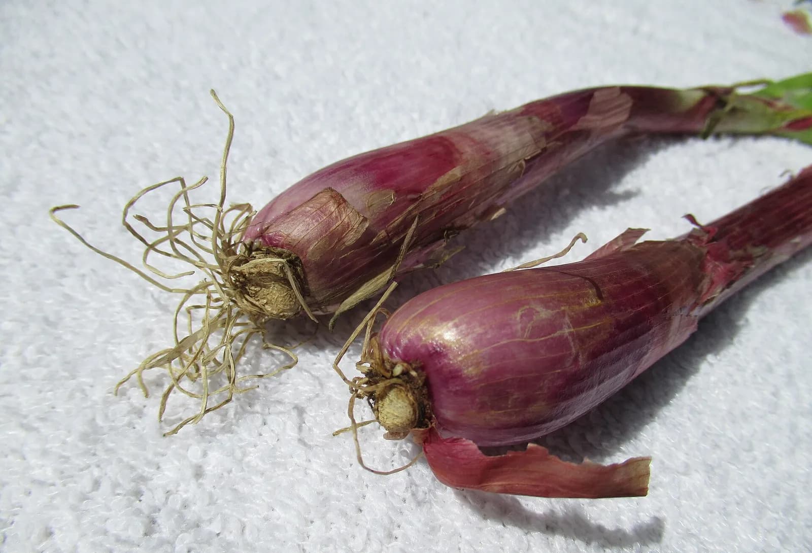 Red onions photographed in the Philippines.