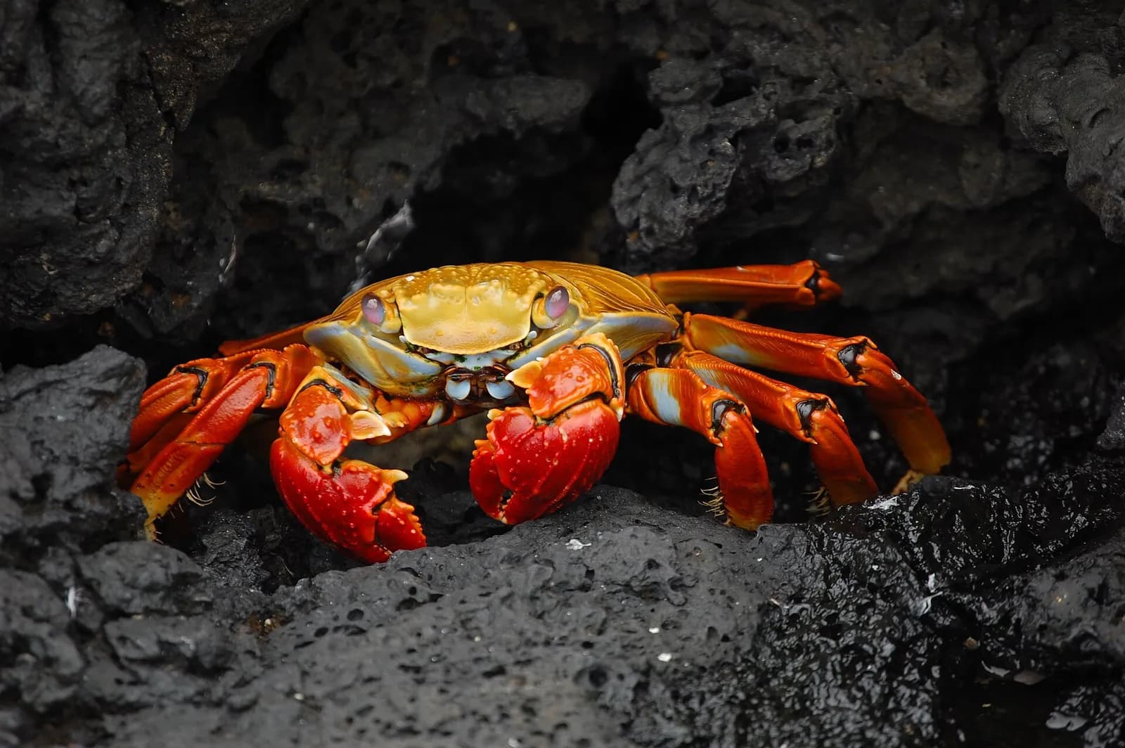A red rock crab on the Galápagos Islands.