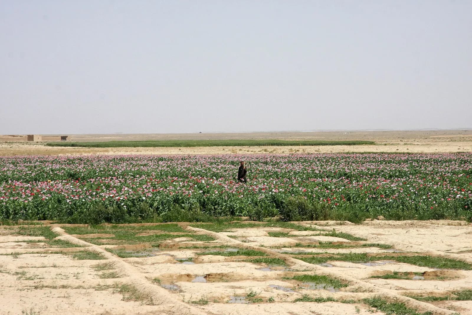 A farmer stands among flowering poppy plants in a field in Delaram, Afghanistan.