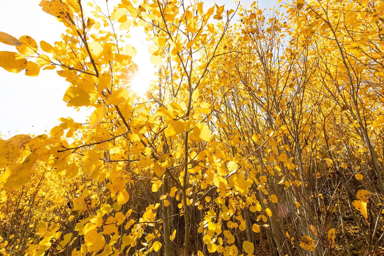 Quaking aspen trees in fall color at Yellowstone National Park.