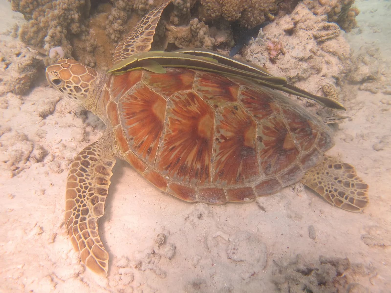 A female green turtle rests on a reef.