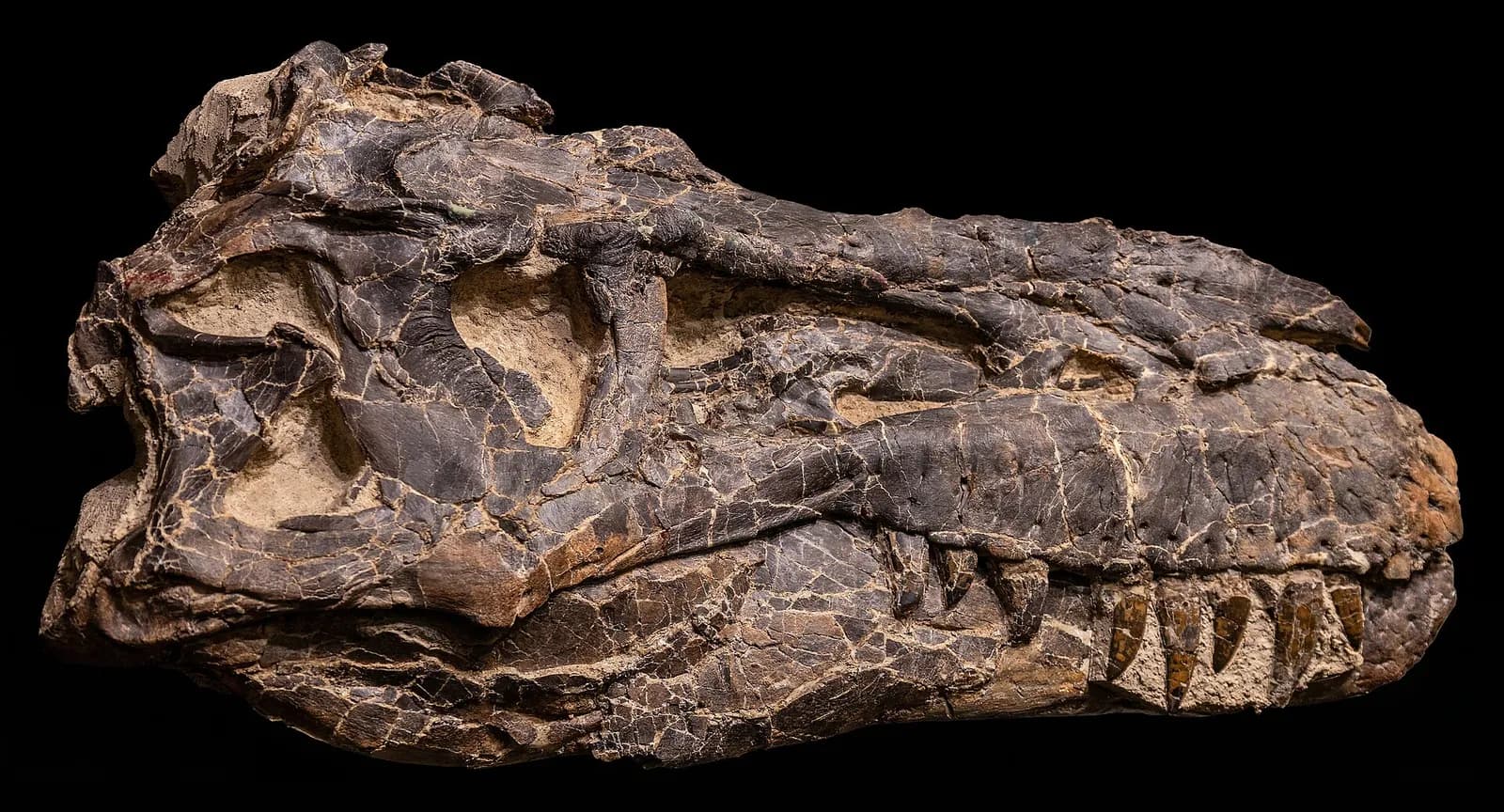 Albertosaurus skull and cast displayed at the Royal Tyrrell Museum.