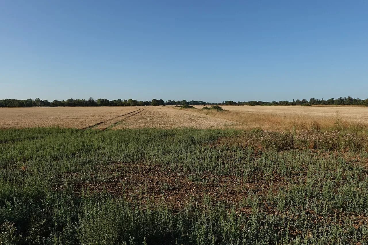Arable fields beside Mere Way near Landbeach, Cambridgeshire