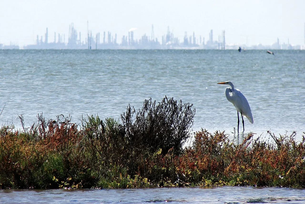 Great egret beside Nueces Bay with Corpus Christi refineries in the background