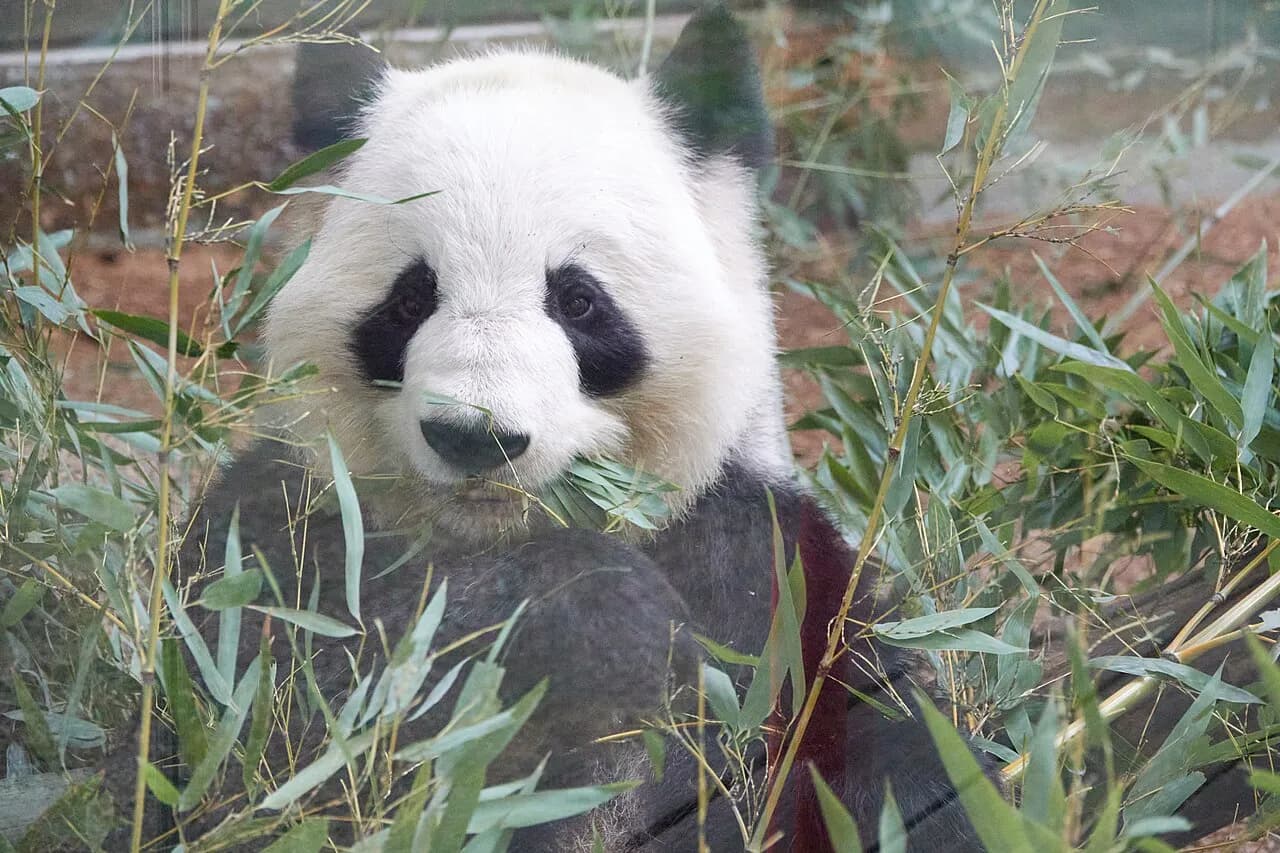 Giant panda Lun Lun at Zoo Atlanta in 2022