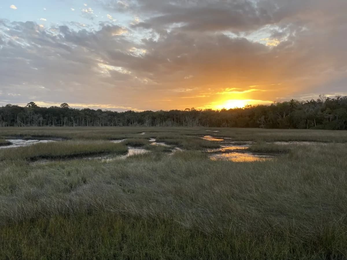 Salt marsh vegetation in Timucuan Ecological and Historic Preserve, Florida