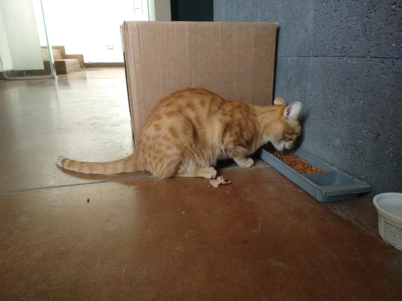 A cat eating food
