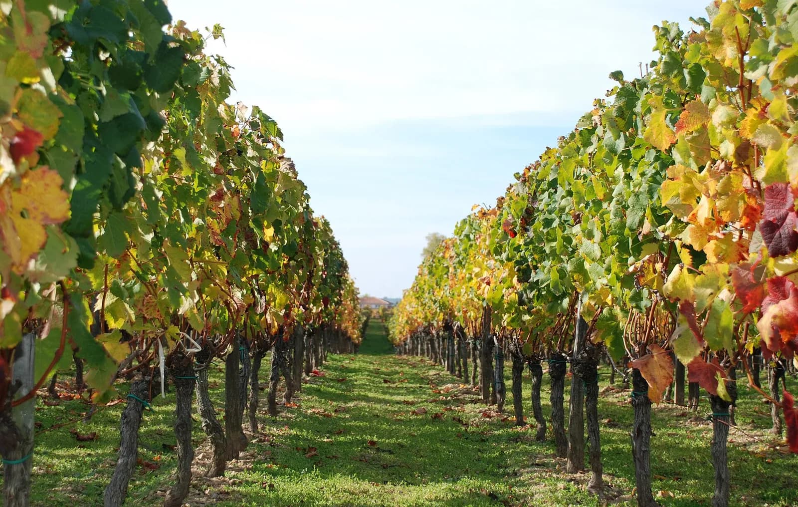 Vine leaves in autumn colors in Lalande de Pomerol, France.