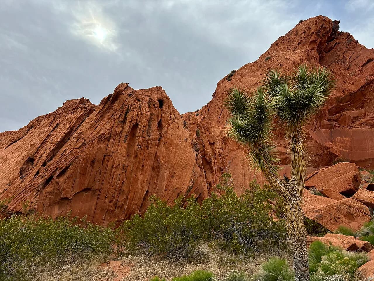 Joshua trees and rocky desert terrain at Gold Butte National Monument in Nevada