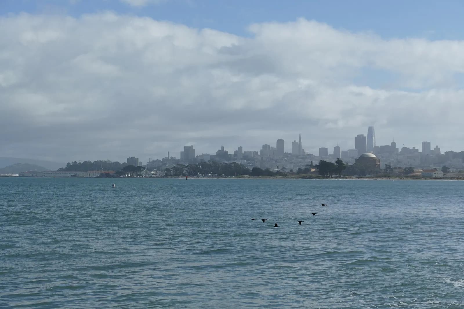 San Francisco’s Financial District skyline seen across Chrissy Field, with birds in the foreground.