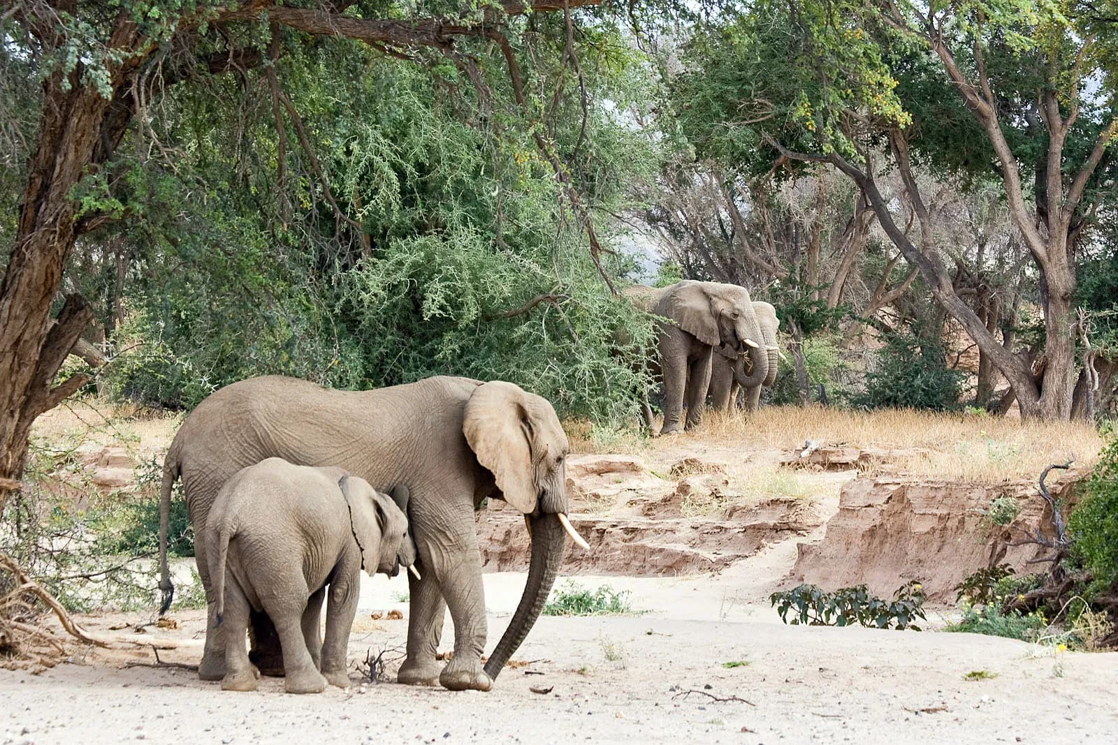 Desert elephants in the Huab River in Namibia.