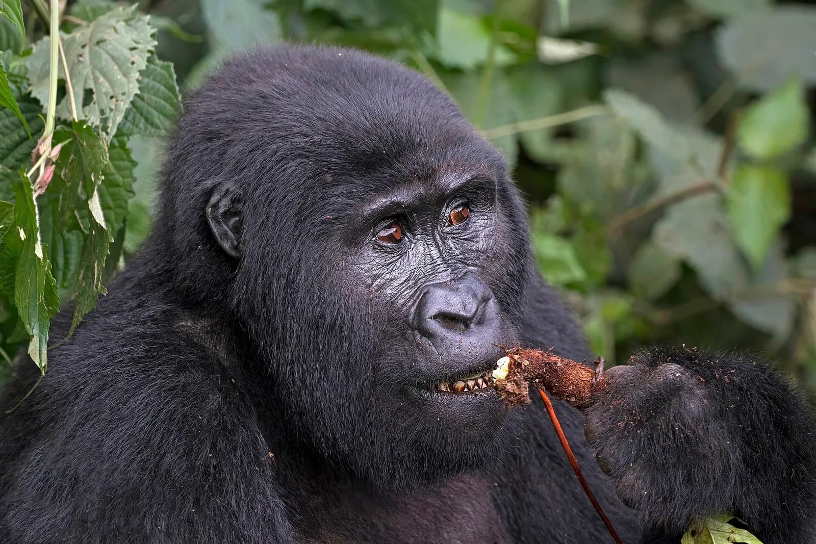 A female mountain gorilla eating a root in Bwindi Impenetrable Forest, Uganda.