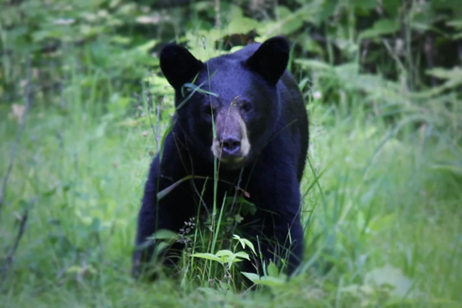 An American black bear photographed in an undated file image