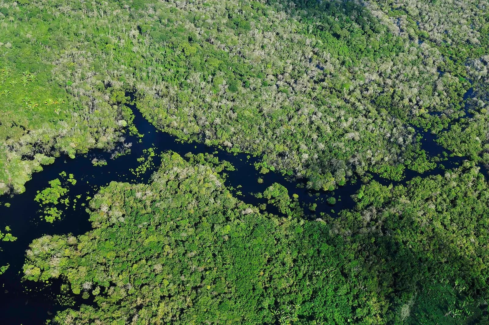 Aerial view of Amazon rainforest near Manaus, Amazonas, Brazil.