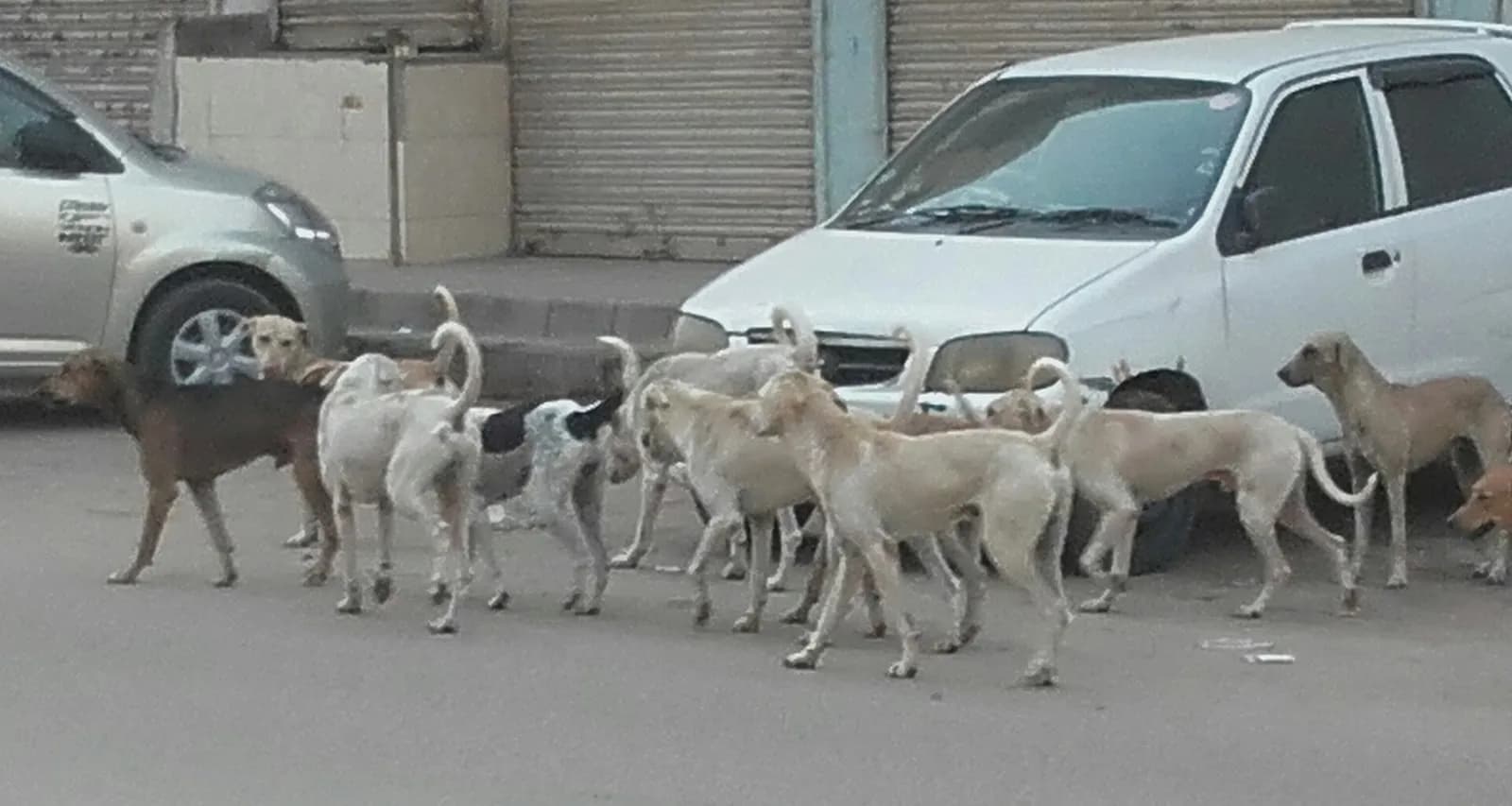 A pack of street dogs together on a Karachi street.