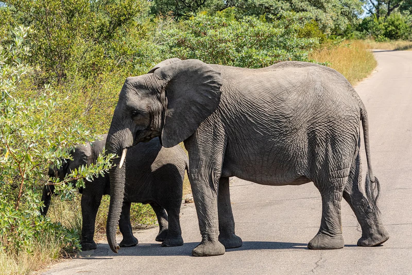 Two elephants on a road in Kruger National Park, South Africa.
