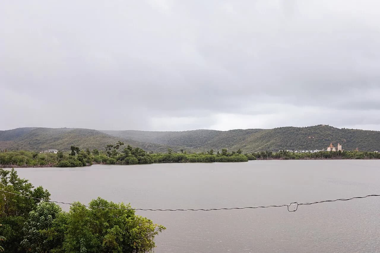 Vegetation in Guánica State Forest, Puerto Rico