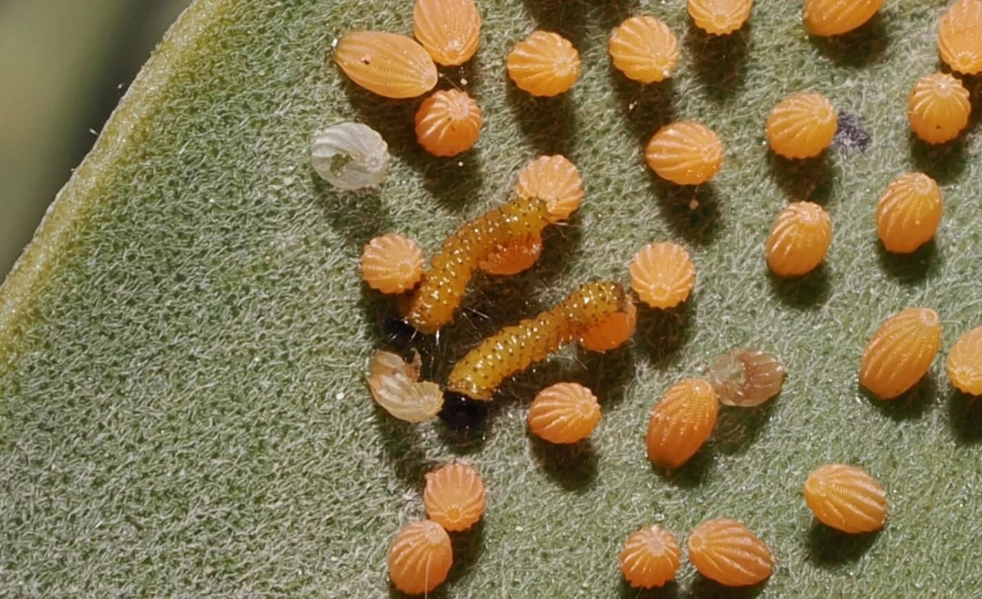 Caper white (Belenois java) eggs and caterpillars on a leaf.