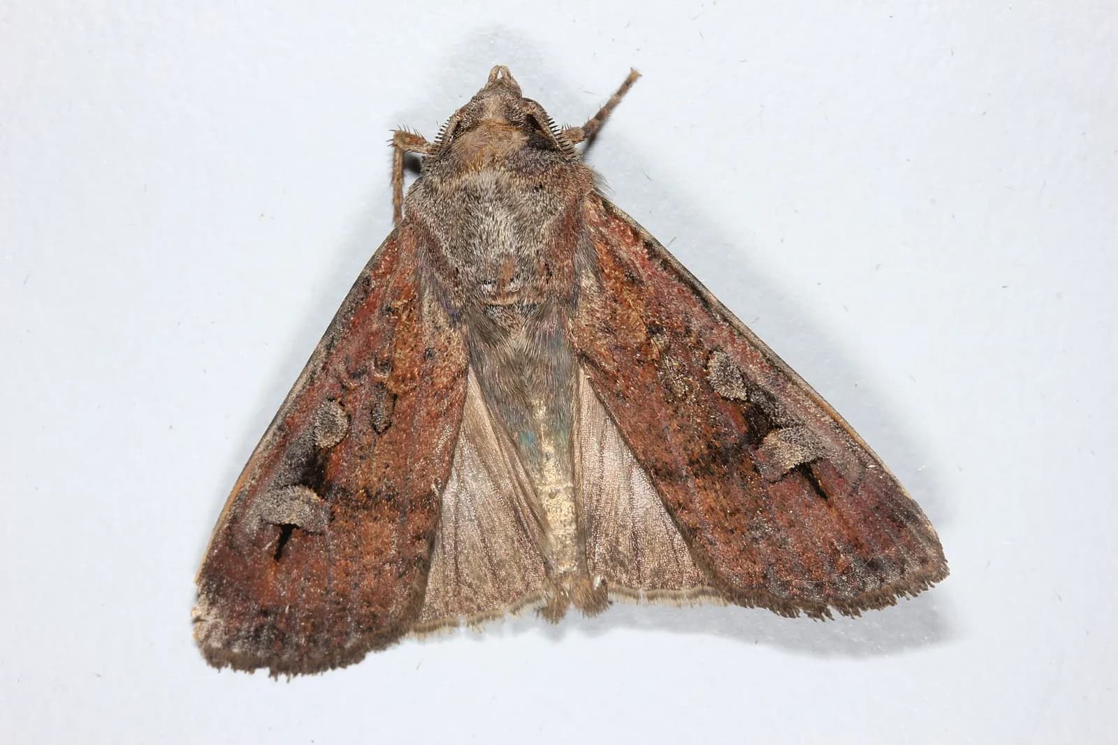 A bogong moth photographed in Sydney.