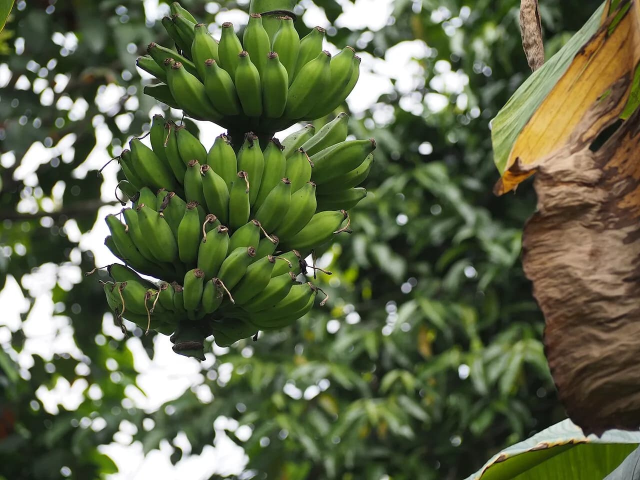 A bunch of bananas