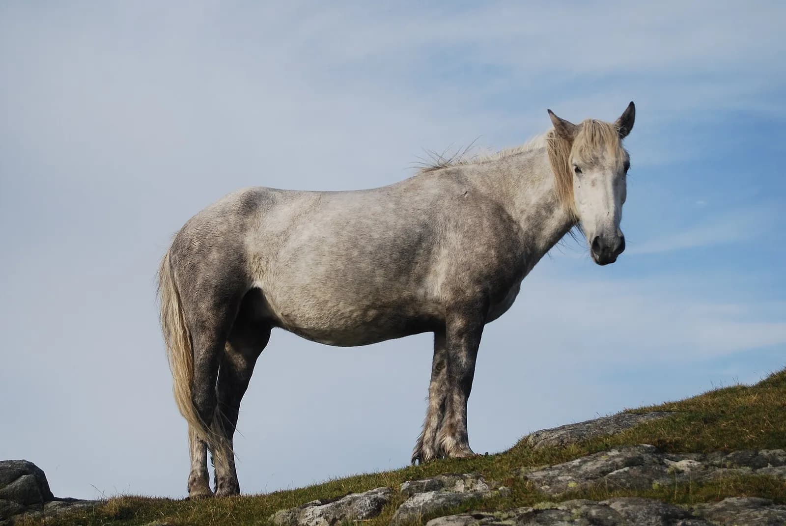 A grey Eriskay pony on Beinn Sciathan, Eriskay