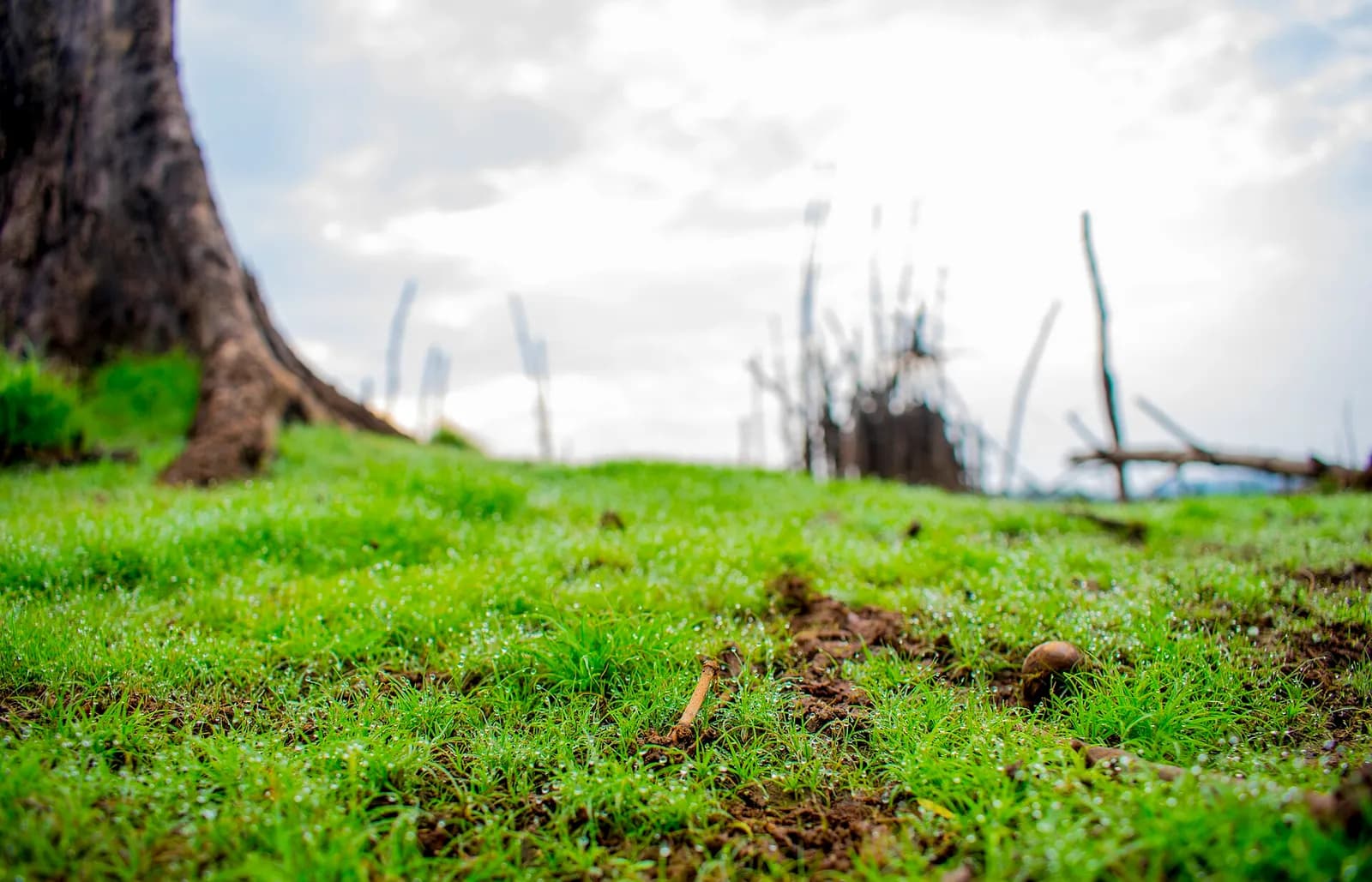 Green grass beneath trees in Shimoga district, India.