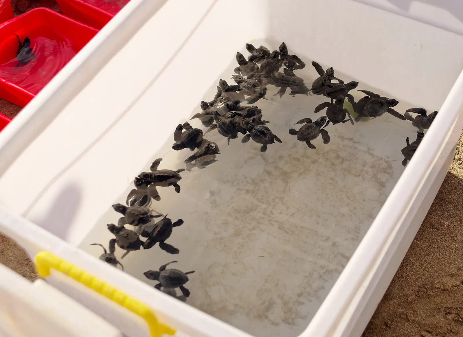 Sea turtles prepared for release on Kuta Beach, Bali.