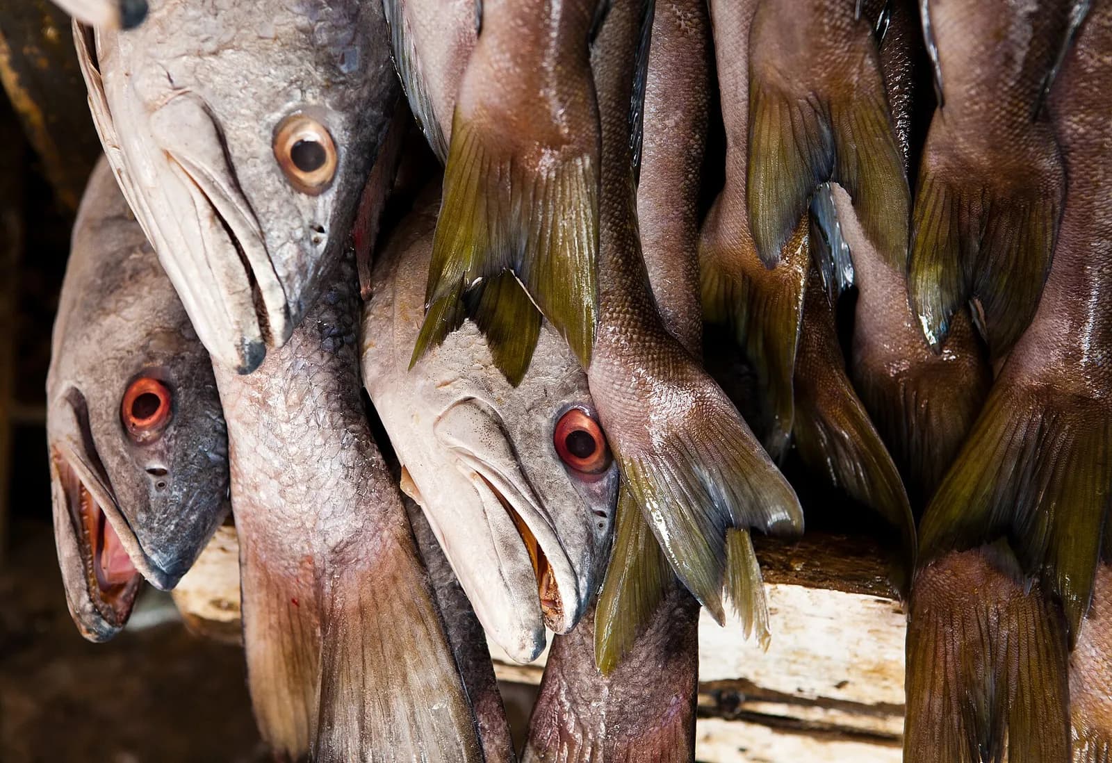 White seabass at Ensenada's fish market.