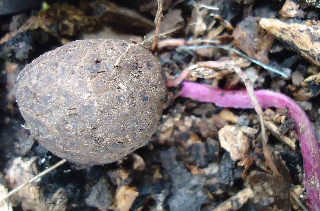 Purple yam tuber, known as ube, photographed in Mindanao, Philippines