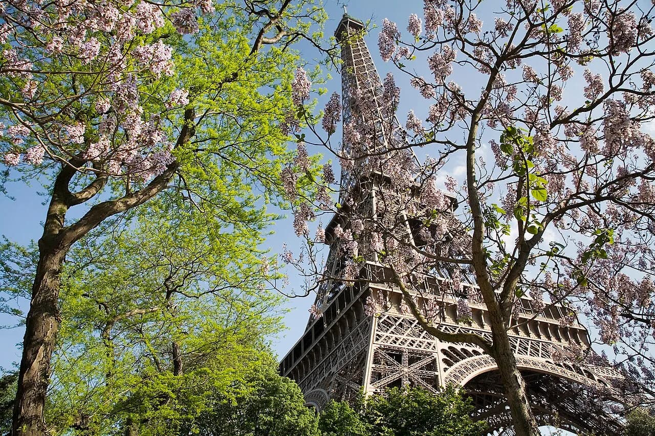 The Eiffel Tower above flowering trees in Paris