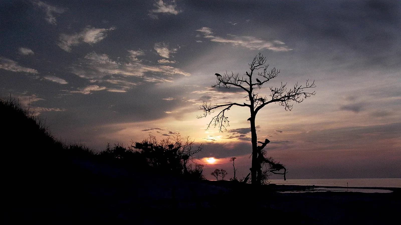 Crows perched in a tree on Horn Island, Mississippi, at sunset.