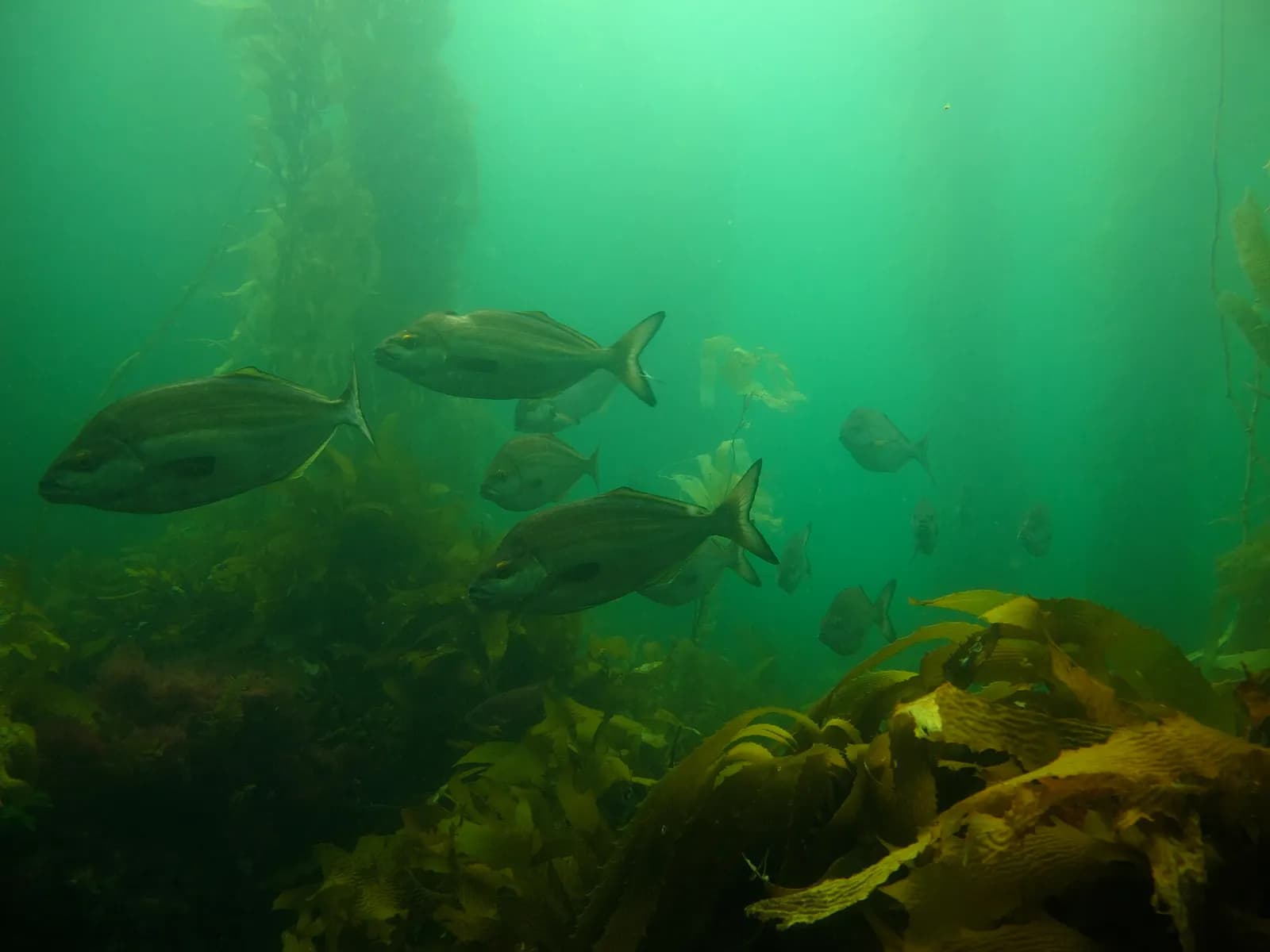 A bastard trumpeter fish swimming among giant kelp in Tasmania.