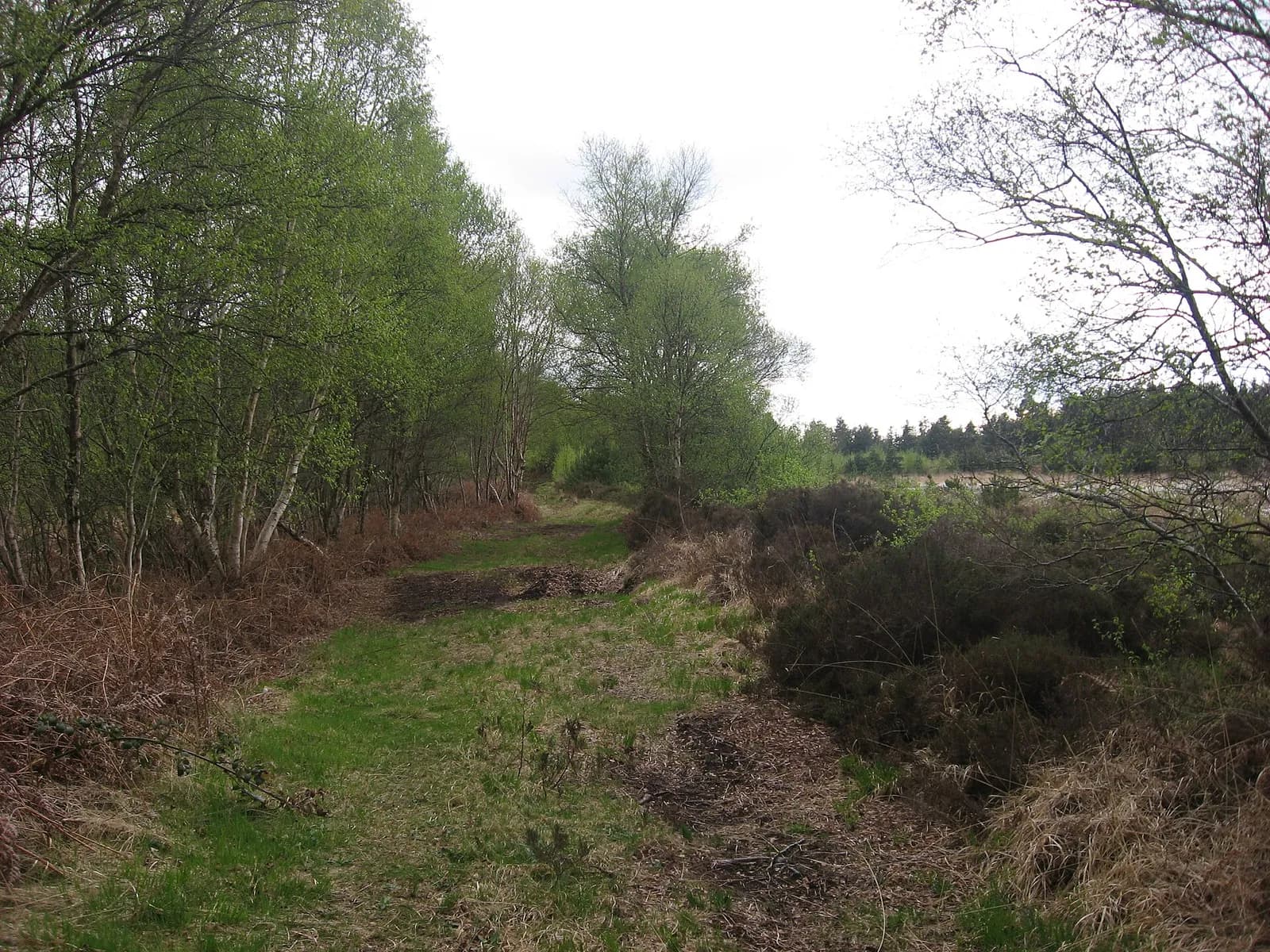 A track crosses scrub and woodland at Stormanstown Bog in County Louth, Ireland.