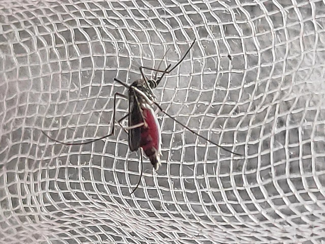Close-up photograph of an Aedes aegypti mosquito