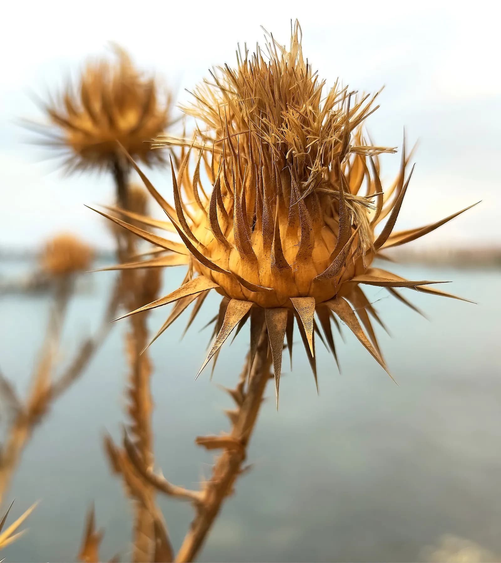 A dried thistle on the Black Sea coast near Aheloy, Bulgaria.
