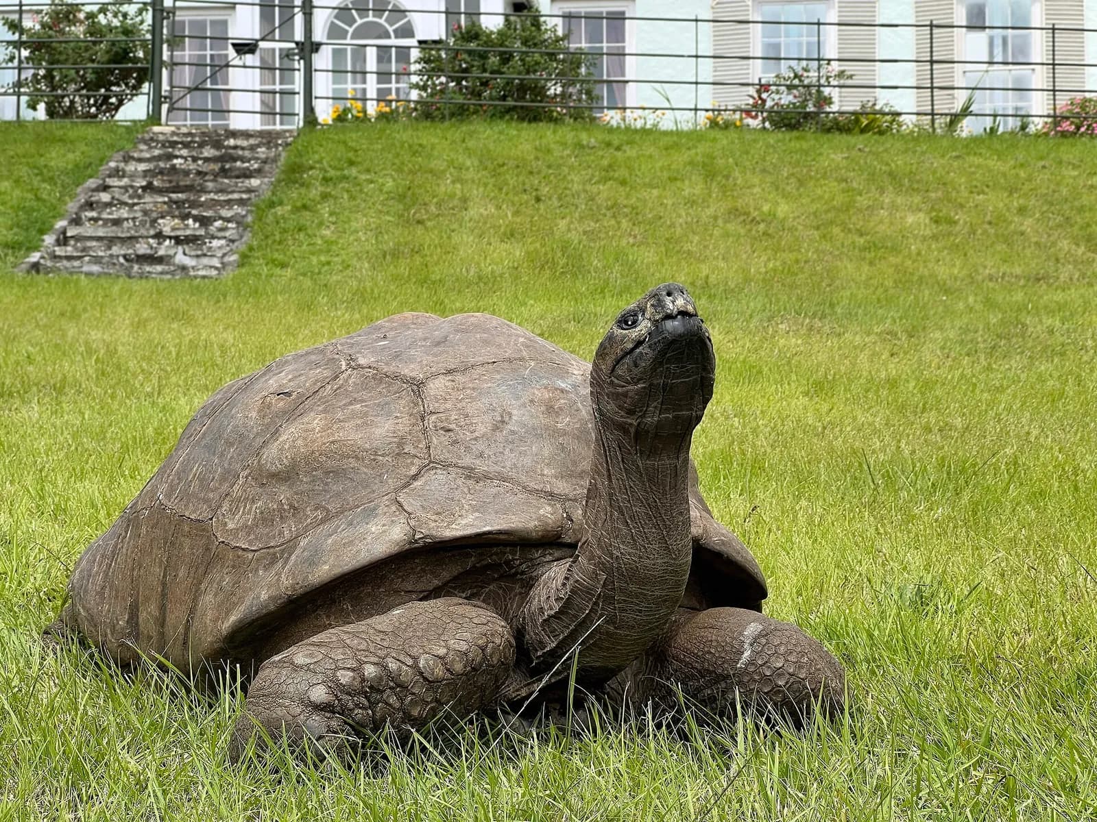 Jonathan the giant tortoise on the lawn at Plantation House on St Helena.