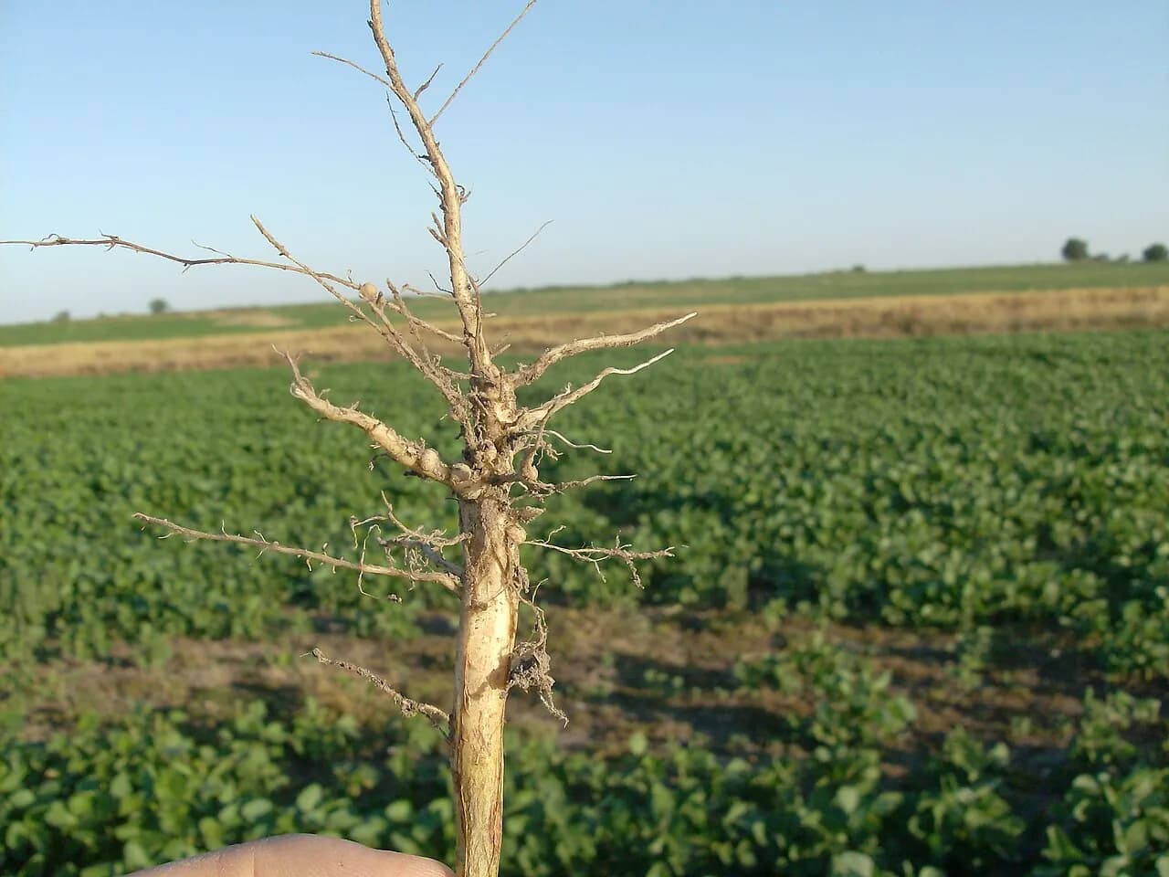 Nodules visible along the roots of a soybean plant