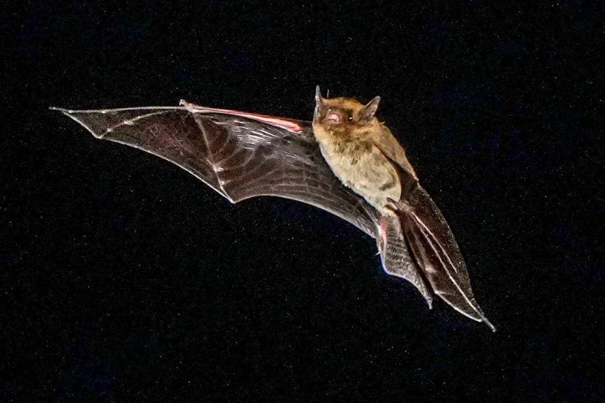 Japanese house bat (Pipistrellus abramus).